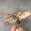 Thumbnail: Lionfish Pterois Taxidermy