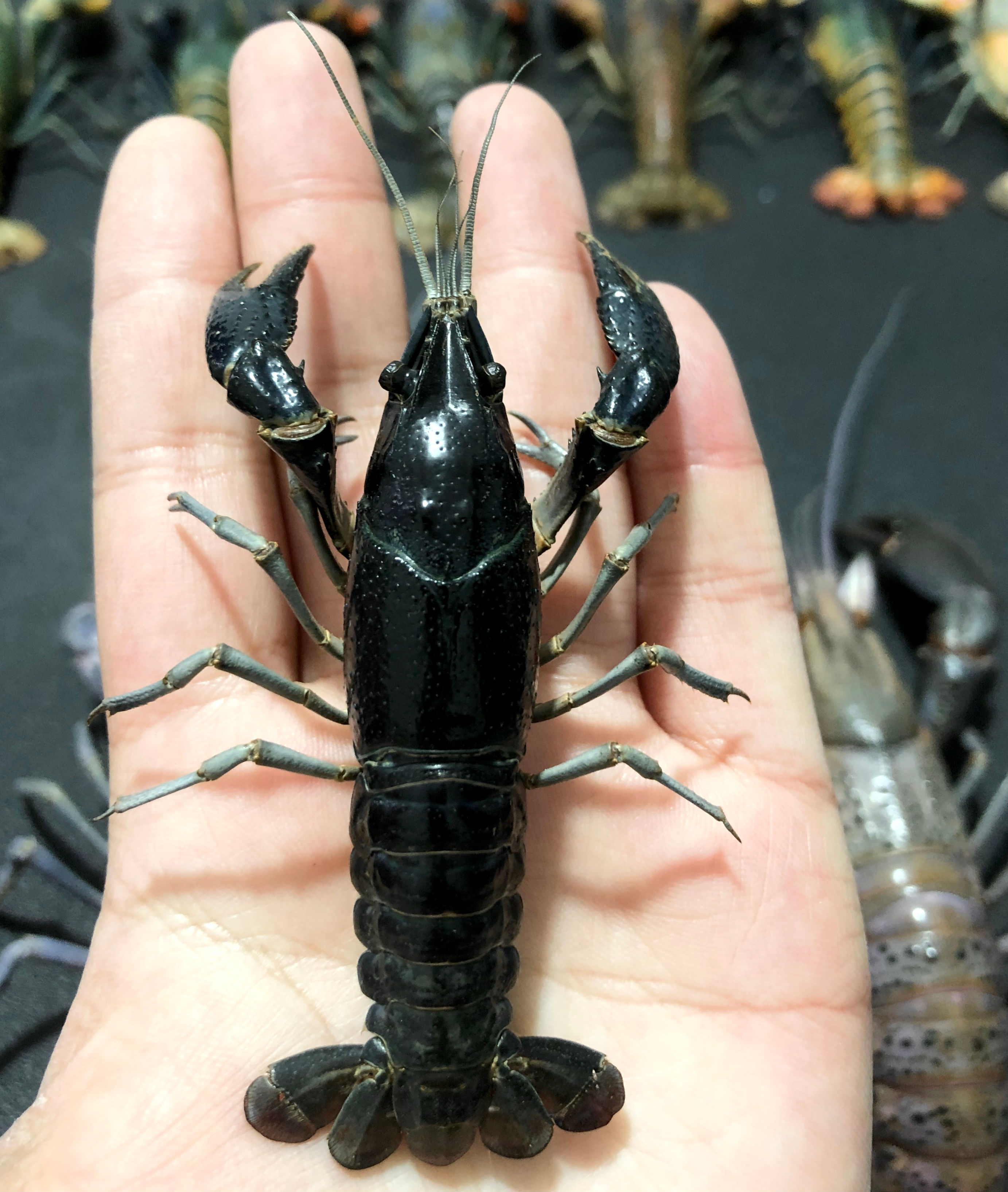 Procambarus clarkii  Dark Gem crayfish taxidermy 
