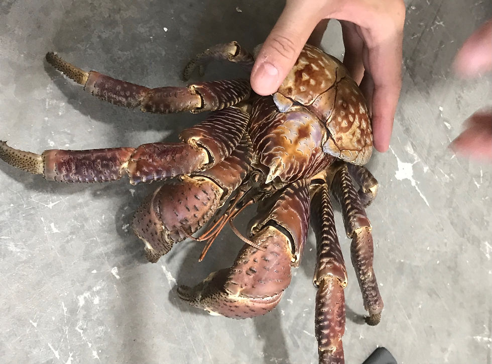 Thumbnail: Birgus latro Coconut crab taxidermy medium 