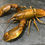 Thumbnail: Very Rare Museum Quality Extra large Papua king crayfish taxidermy 