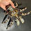 Thumbnail: Medium Blue Coconut Crab Birgus latro