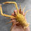 Thumbnail: Very Rare Squat Lobster Eumunida funambulus Taxidermy