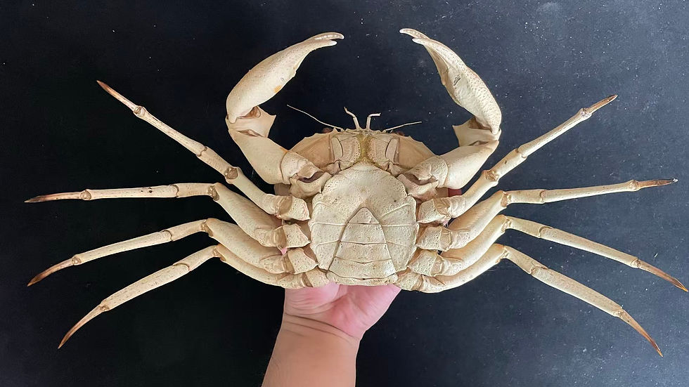 Thumbnail: Golden Crystal Crab Taxidermy Chaceon albus