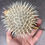 Thumbnail: Long-spine Porcupinefish Diodon holocanthus
