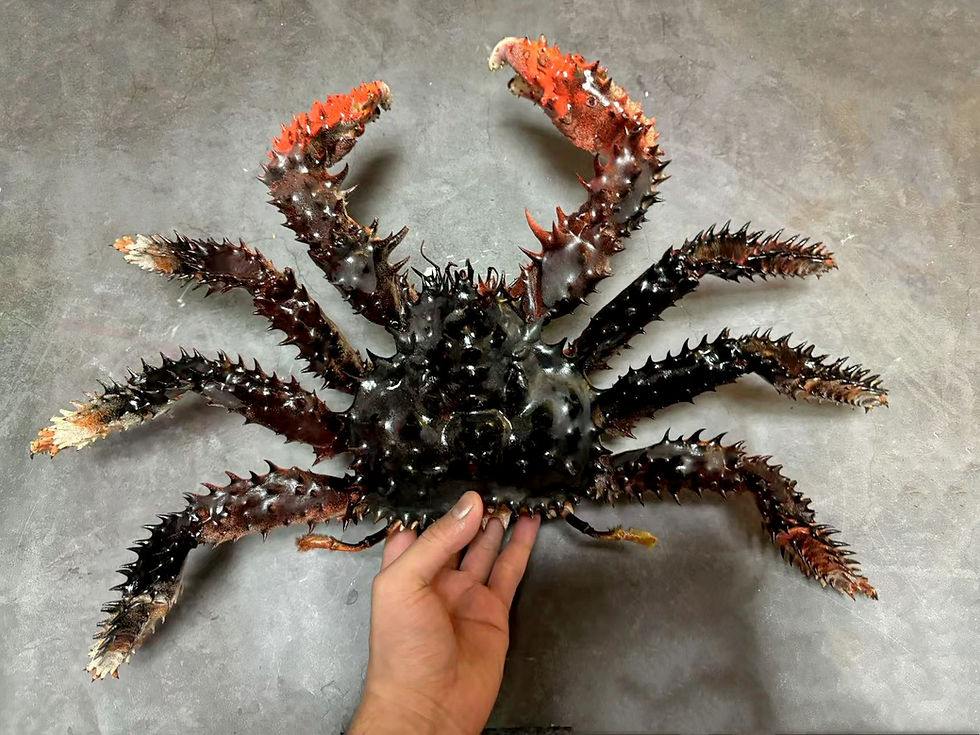 Thumbnail: Peppercorn Crab Paralithodes brevipes Taxidermy