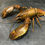 Thumbnail: Very Rare Museum Quality Extra large Papua king crayfish taxidermy 