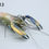 Thumbnail: Sky blue and gold crayfish taxidermy