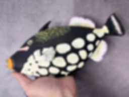 Clown triggerfish Balistoides conspicillum Taxidermy