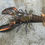 Thumbnail: Extra large Papua Red dragon crayfish taxidermy rare
