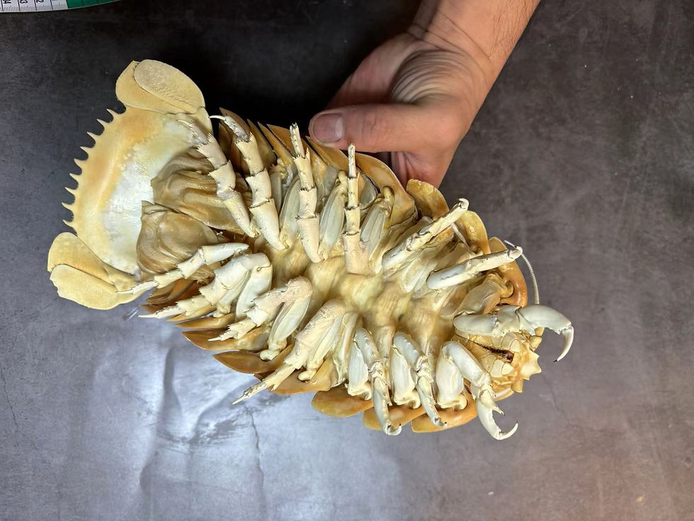 Thumbnail: Deep-sea Isopod Bathynomus giganteus No.4