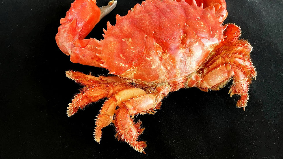 Thumbnail: Very Large Size Splendid Pebble Crab Taxidermy Etisus splendidus