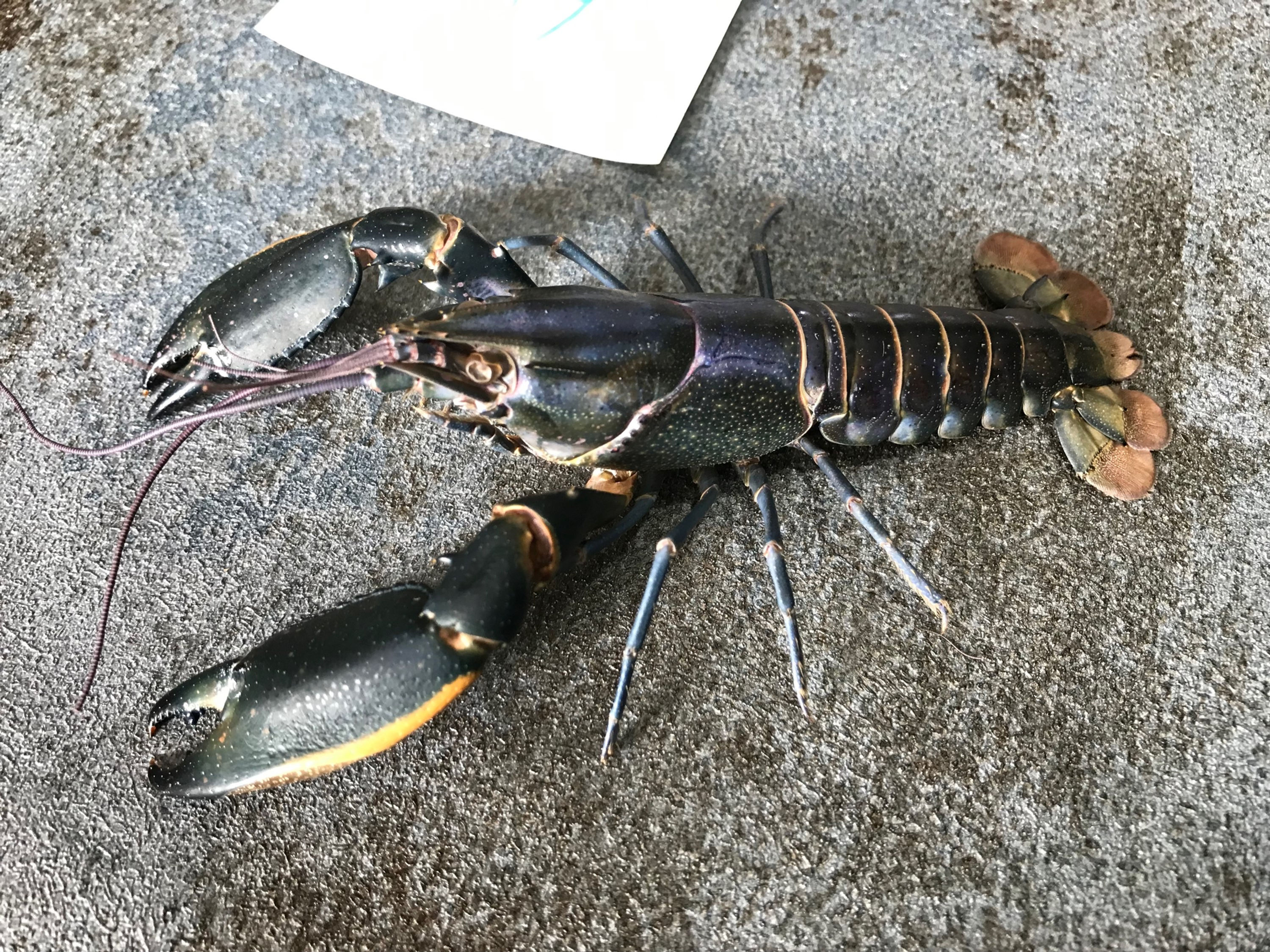 Crayfish taxidermy #59