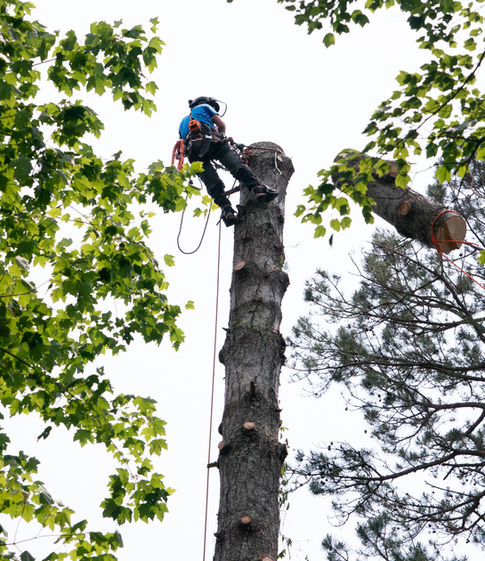 expert tree removal in Asheville, NC