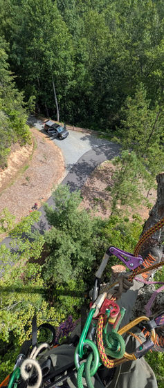 tree removal by professional arborists near pisgah forest, nc