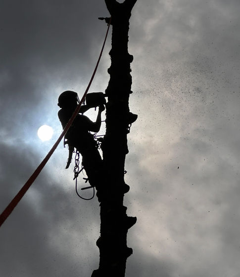 tree removal by licensed arborists in Aseville, NC