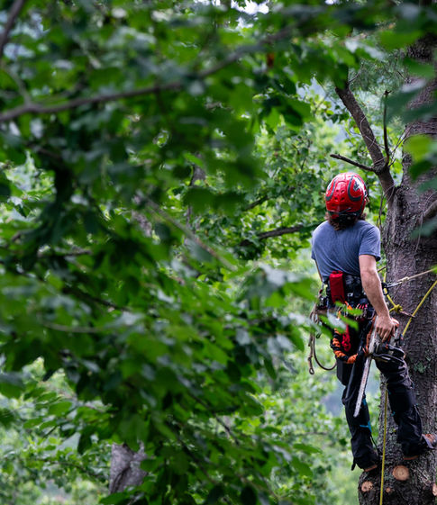 Porfessional arborist in Asheville assessing the next move during a tree removal
