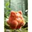 Thumbnail: Fluffy orange creature in the forest, surrounded by green foliage, moss, and flowers.