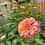 Thumbnail: Dark Pink Zinnia