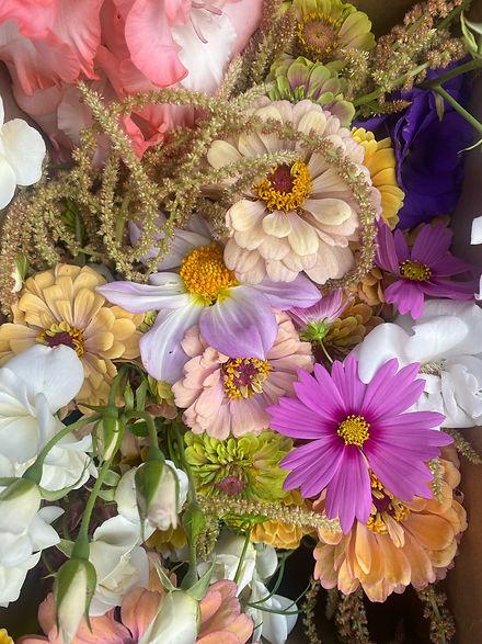 Cosmos, Zinnias, Amaranths, Ranunculus
