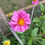 Thumbnail: pink dahlia flower