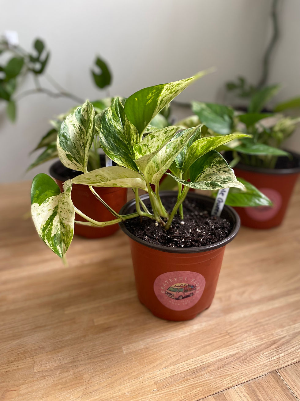 Pothos Marble Queen Plant