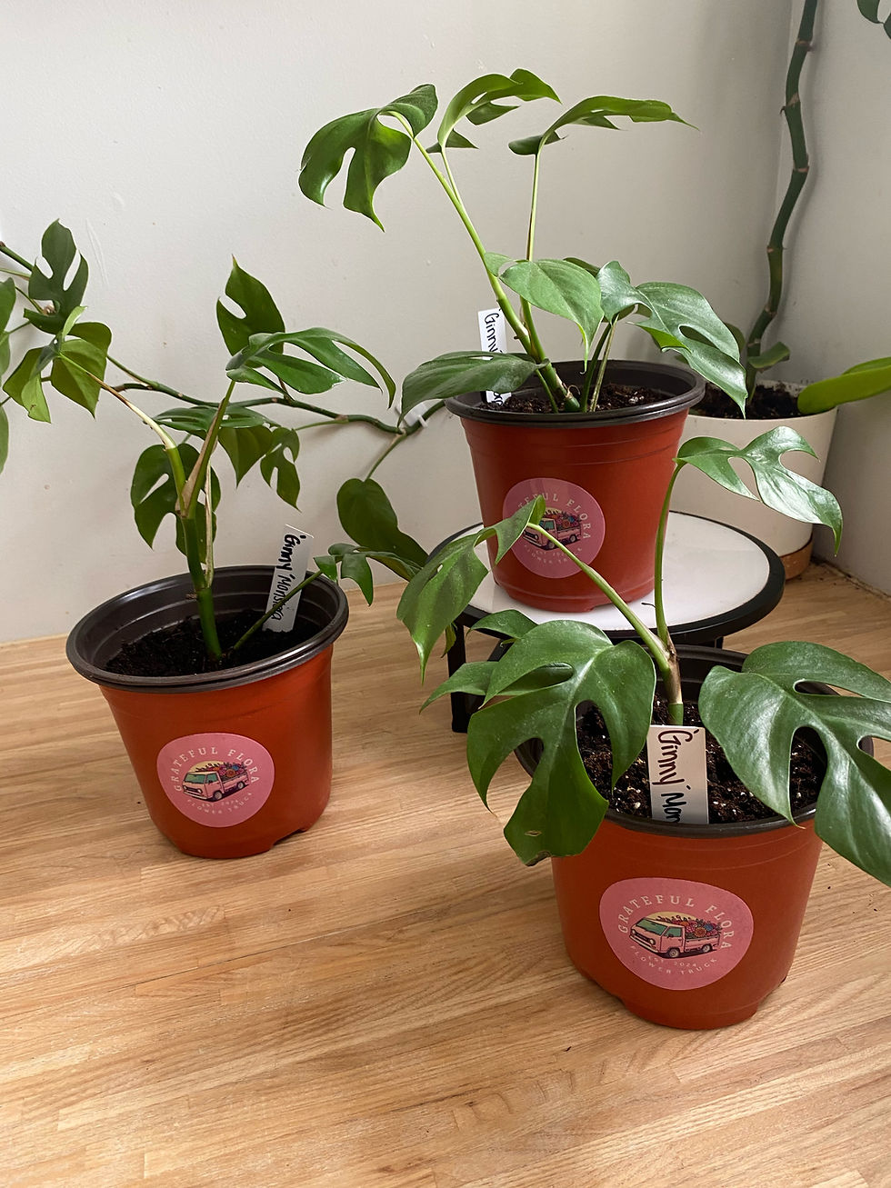Monstera Ginny