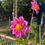 Thumbnail: stunning pink dahlias