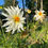 Thumbnail: White Dahlia flower