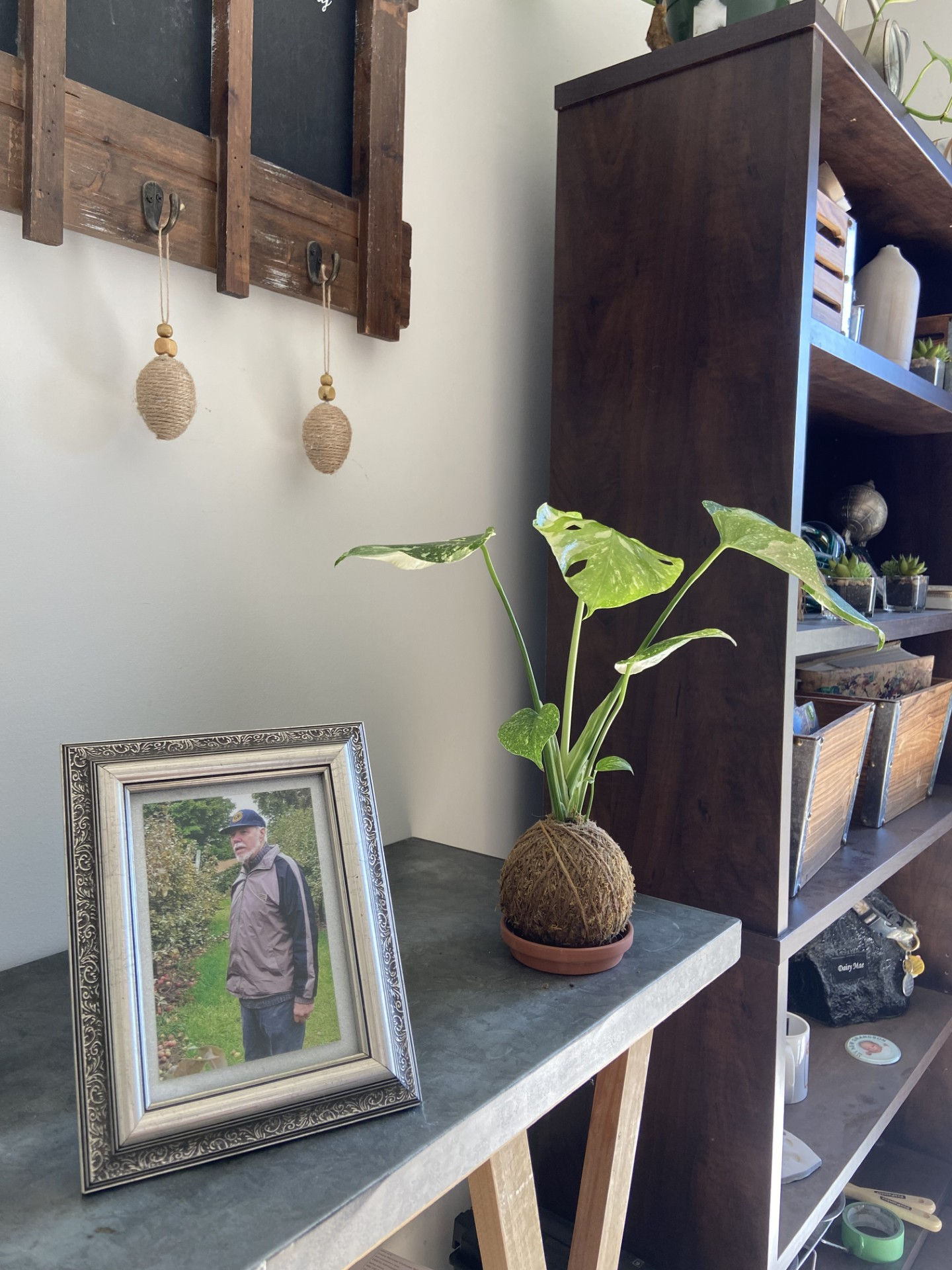 Monstera Thai Constellation kokedama with creamy variegated leaves, handcrafted in natural moss and twine.