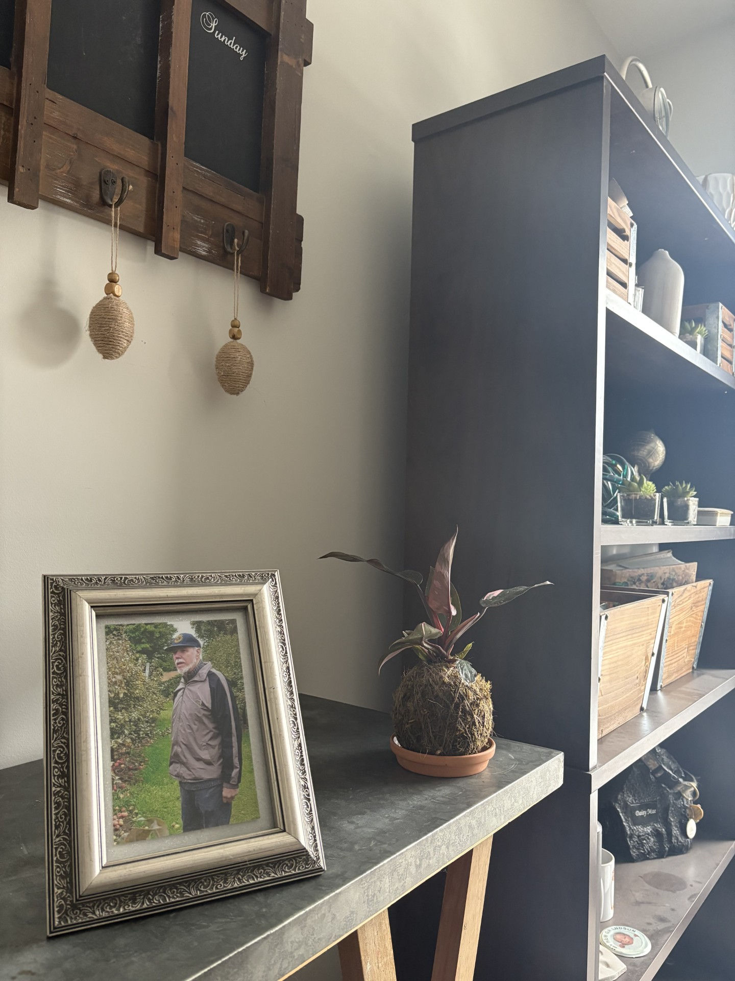 Pink Princess philodendron kokedama with soft blush variegation, resting on a side table in gentle natural light.