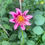 Thumbnail: single pink dahlia