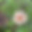 Thumbnail: Single Cosmo in the Garden
