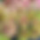 Thumbnail: Pink Zinnia Flower Heads