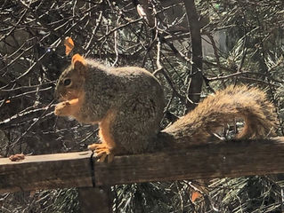 Of eyesight and the crows