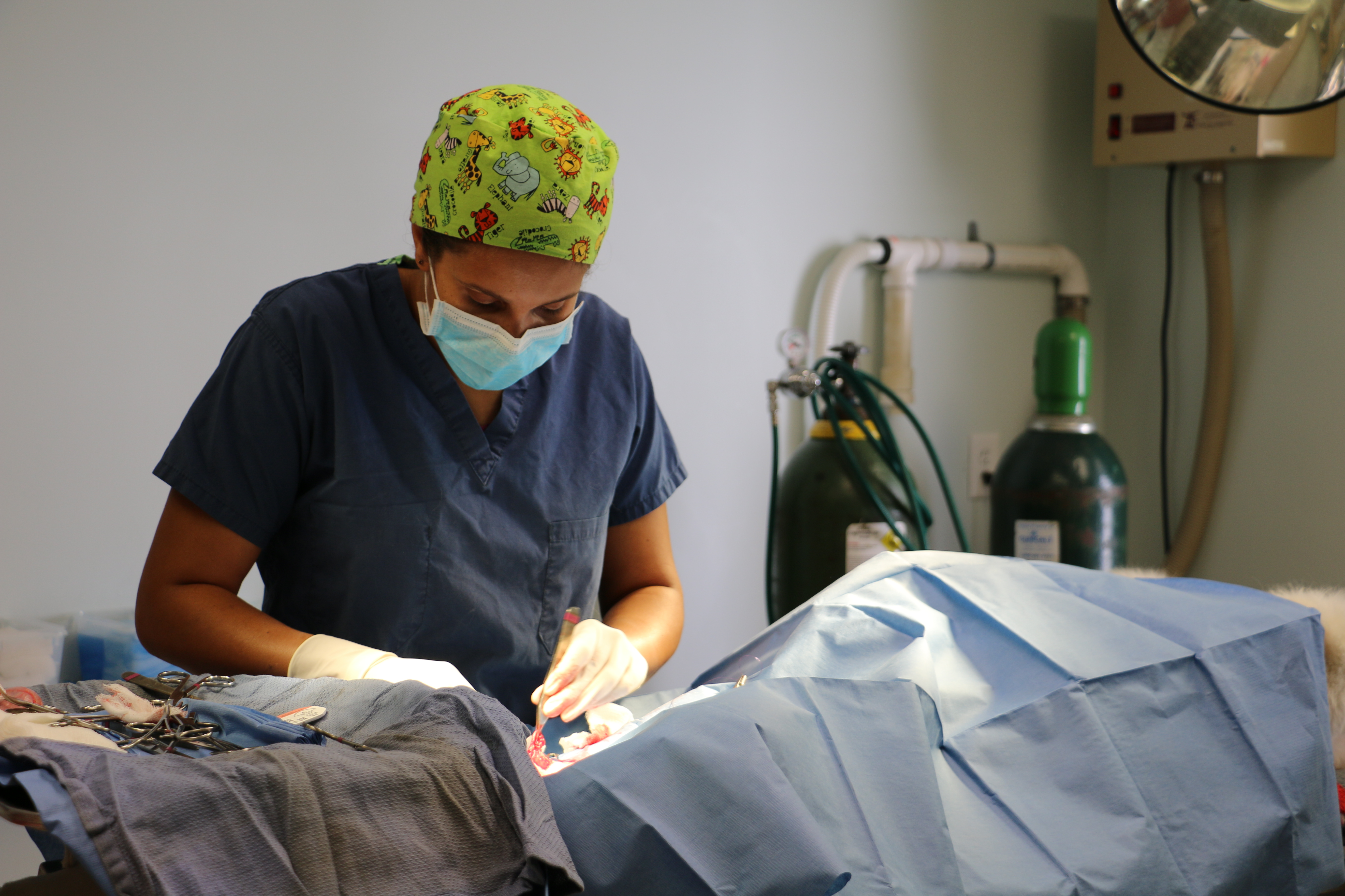 Services Foxboro, MA Foxboro Animal Hospital