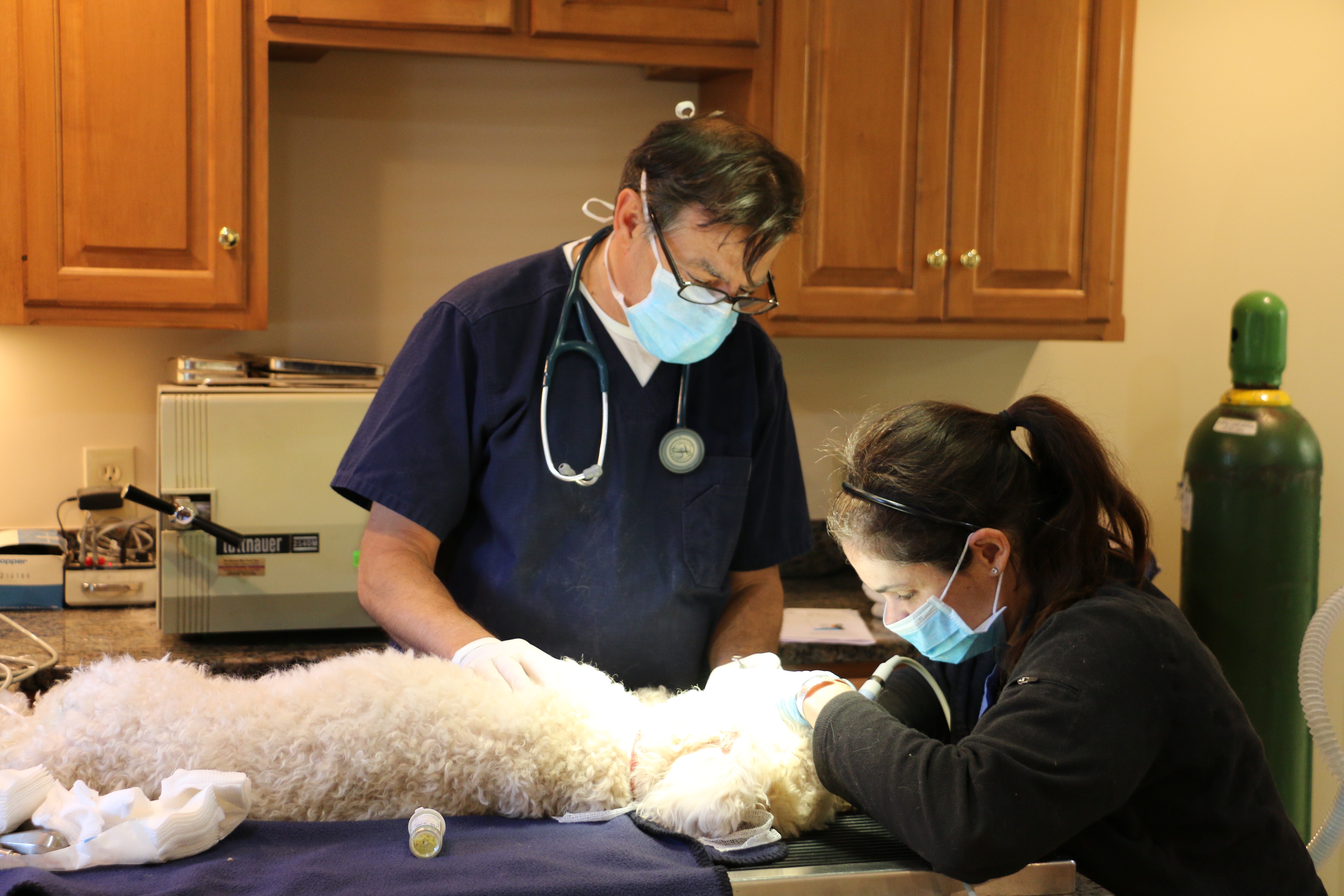 Services Foxboro, MA Foxboro Animal Hospital