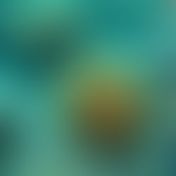 Discover the Natural Benefits of Sea Moss