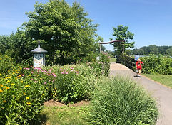 Black Long Tail Butterfly.jpeg