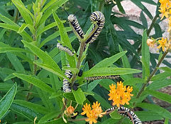 Black Long Tail Butterfly.jpeg
