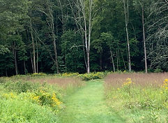 Black Long Tail Butterfly.jpeg