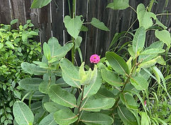 Black Long Tail Butterfly.jpeg