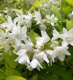 North Stonington Congregational Church Garden