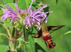 Black Long Tail Butterfly.jpeg