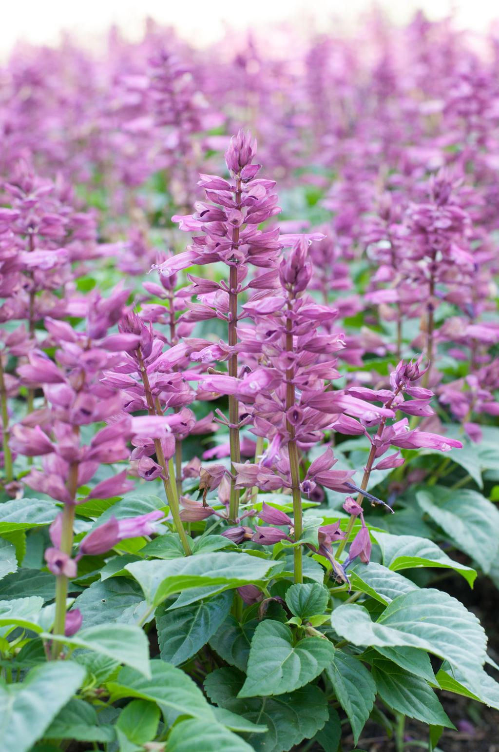 Clary Sage Essential Oil 5 ml