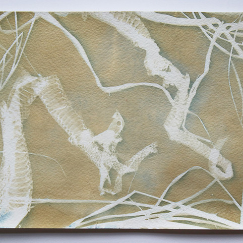 cyanotype of a snake skin and grass toned to a tawny color