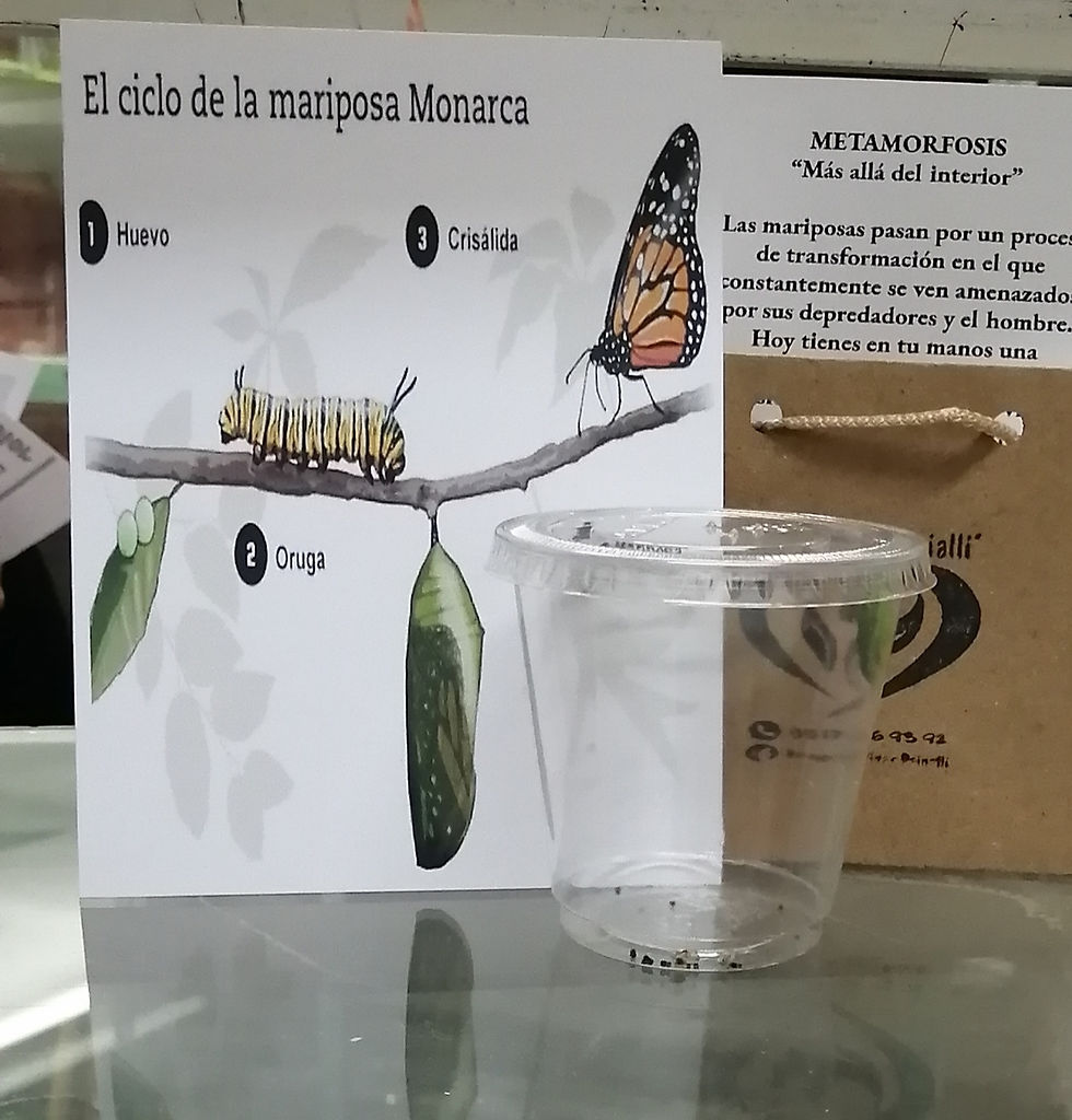 Miniatura: Capullos de mariposa