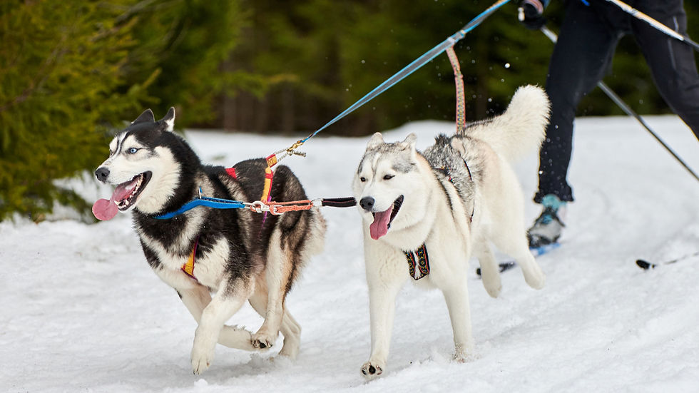 Skijoring with Dogs with two Huskies running in harness and pulling together, illustrating teamwork, endurance training and functional winter fitness for working dogs.