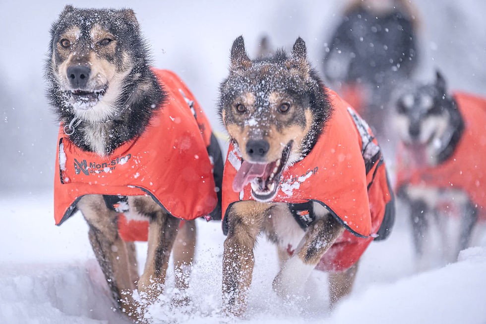 Working sled dogs running in snow wearing protective jackets during extreme winter conditions