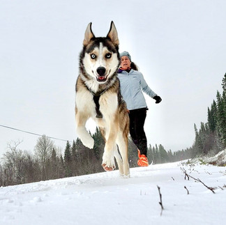 Canicross runner with their Husky running through the snow on a winter trail