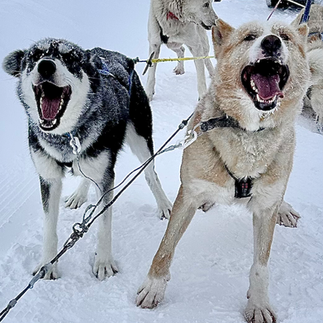 Team of Huskies pulling a sled through the snow, looking excited and energetic